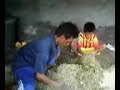 image Cara Membuat Pakan Fermentasi Dari Gedebog Pisang Kombinasi Hijauan