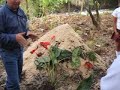 cultivo anturios