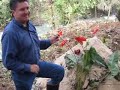 cultivo anturios