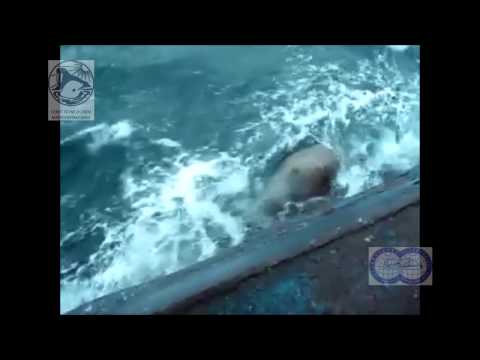 нападение касаток на лодки нападение касаток на лодки