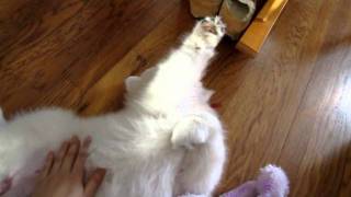 Mochis First Belly Rub