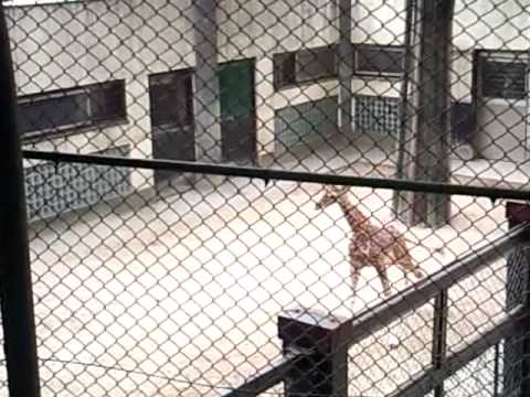 【走る】野毛山動物園「アミメキリンの赤ちゃん」公開二日目／2010．6．13．