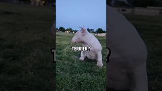 Como De Fuerte Es Realmente Un Bull Terrier?