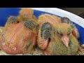 roller pigeons
