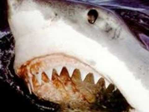 shark attacks of 1916 pictures. first to hear it sry  shark attack great white 1916 ocean new jersey