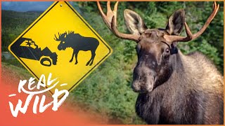 Canadas Most Dangerous Animal... The Moose? Natural Kingdom Real Wild