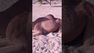 Camel