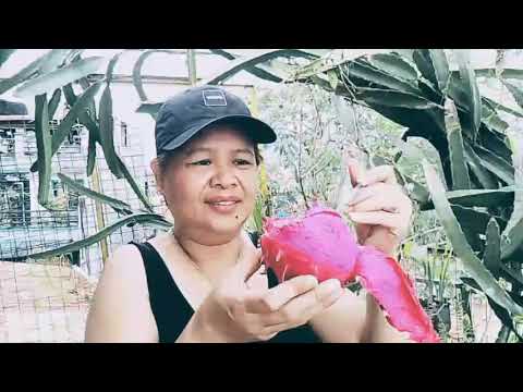 Farm to table with Ava //Mukbang My Own plant DRAGON FRUIT. Farm to table with Ava //Mukbang My Own plant DRAGON FRUIT.