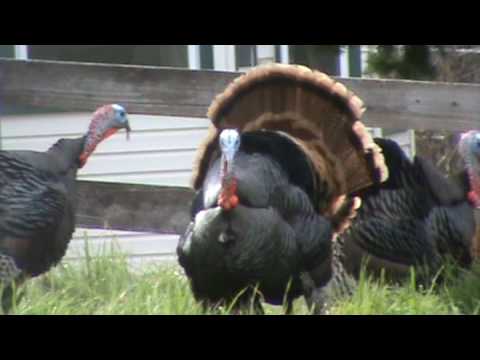 wild turkey call sound