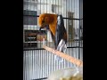 Suara burung anis merah teler