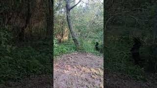 Jagdterrier Treed A Squirrel