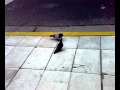Palomas siendo palomas