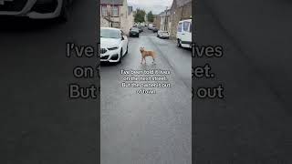The Heart Attack Moment A Dog Escapes Scaring All The Kids And Neighbours