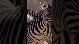 Zebras In A Wild Mating Moment Nature In Action