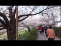 淀川背割堤地区　桜のトンネルは最高！