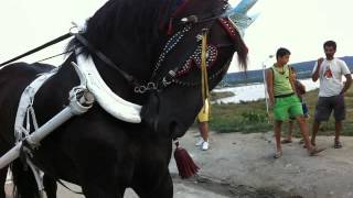 Ork.mokan 2012