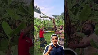 Smart Way To Harvest Bananas Fast