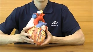 心臓，2倍大・5分解モデル，食道・気管・大動脈付：動画