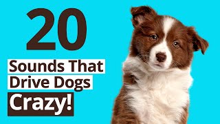 20 Sounds That Drive Dogs Crazy