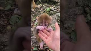 Try To Steal Cute Baby Monkey From Mother Monkey