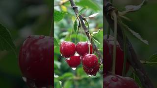 Cherry A Sweet Delight -World
