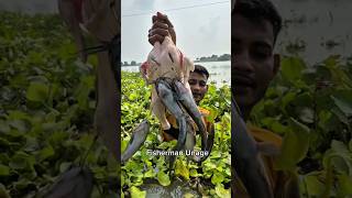 Underground Water Chicken Egg Hook Fishing In River Trap Using Catfish