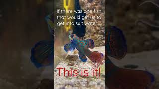 Mandarin Dragonet - Mandarin Fish - Mandarin Goby