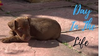 Patterdale Puppy Day In The Life