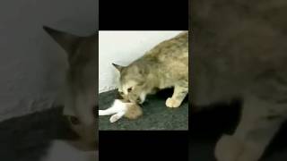 How Do Cats Eat Their Babies?