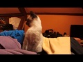LILY CAT GIRL CUTE KITTEN AWAKENING