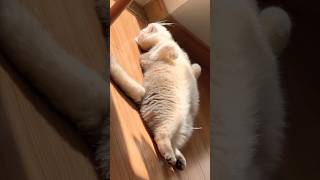 Lazy Cats