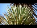 Joshua Tree, Yucca brevifolia, Palm Desert, California