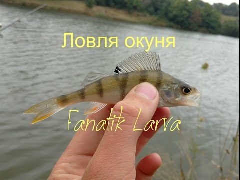 ловля окуня на отводной поводок на водохранилище ловля окуня на отводной поводок на водохранилище