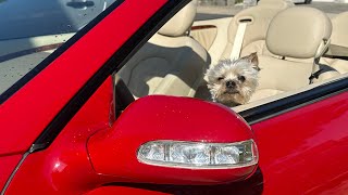2008 Mercedes-Benz Clk350 Mars Red 2 Owner With 26K Miles 72923
