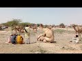 Camel Mating l Unedited Video
