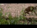 Baby Mongooses' First Solids - Banded Brothers - Series 1 Episode 1 Preview - BBC Two