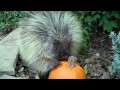 Teddy Bear, the talking porcupine, likes pumpkin, too!