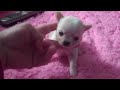 OMG!! Baby Doll Tinypawsandclaws Teacup Chihuahua Look Im so Pretty and Tiny