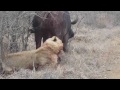 2 Lions Kill A Buffalo images 2 Lions Kill A Buffalo
