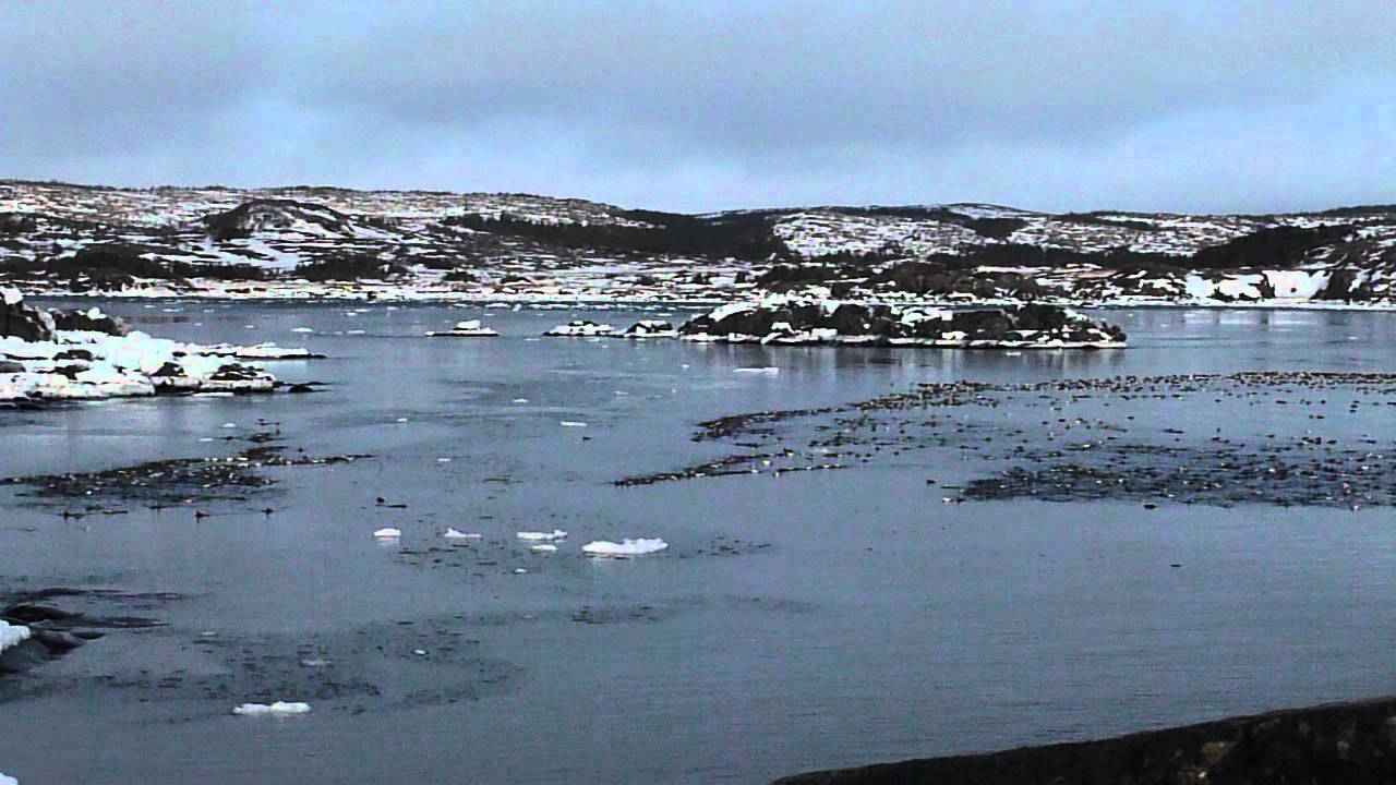 Eider ducks off Sandy Cove, Fogo Island, Newfoundland - YouTube