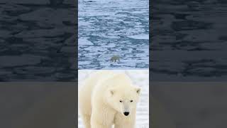 How Does A Polar Bear Walk On Ice?