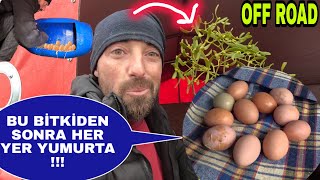 Dağlara Kar Düşüncebu Otu Veri̇nce Tavuklar Çildirdi Mavi̇ Yumurtayanliz Kurt Kisa Off Road