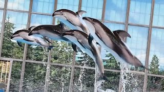 Ocean Discovery Belugas & Dolphins Full Show - Seaworld San Antonio - November 24, 2023