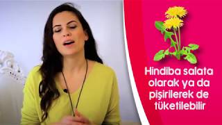 Hindiba / Radika nedir?