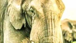 African Bush Elephant Trumpet