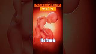 Week 21 Baby Inside The Womb