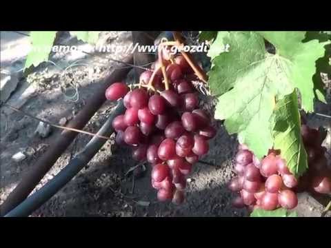 Виноград сорт фердинанд Виноград сорт фердинанд