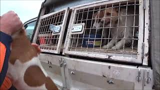 Driven Fox Hunt With Chiappa Triple Crown 20G With Jack Russell & Jagd Terriers Victoria 21042024