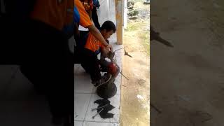 Gak Kuat Nahan..crot