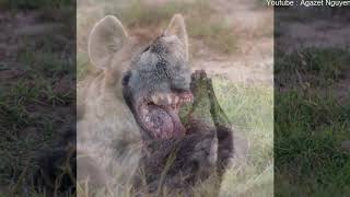 Funny pictures of animals part 1